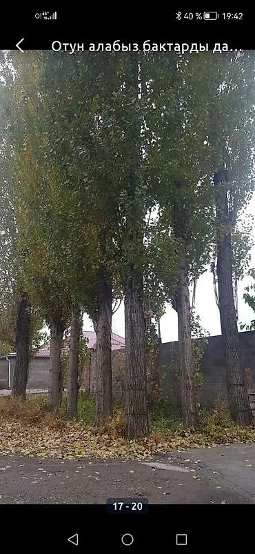 Спил деревьев, заготовка дров: Куплю Тополь Каражыгач серебряк!Любой количество за хорошее цену! — 6