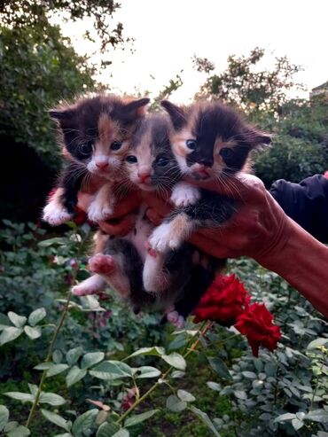 кошки в оше: 1 месяц, Мальчик