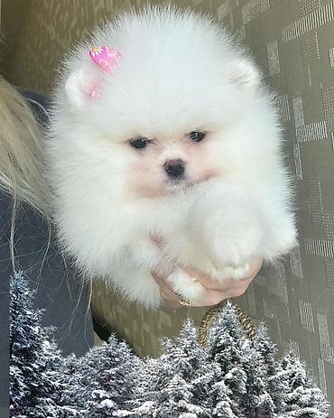 pomeranian: Şpitz, 2 ay, Erkək, Peyvəndli — 2