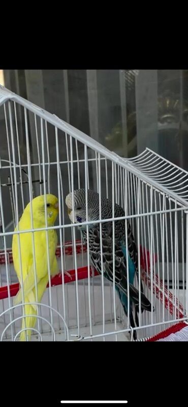 Tutuquşları: Mavi quş ələ tam örgesib sari qus isə 2 aydan sora bala