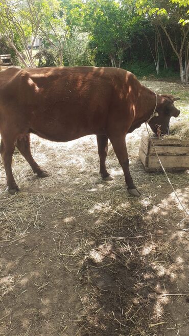 Коровы, быки: Самка, лет: 5, 300 кг, Для молока, Самовывоз