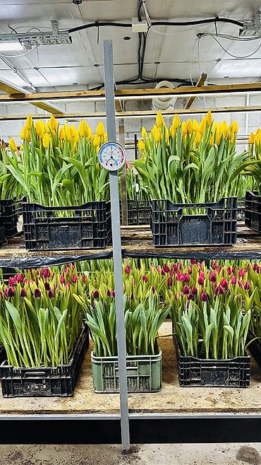 Букеты из живых цветов: ТЮЛЬПАНЫ ТЮЛЬПАНЫ ТЮЛЬПАНЫ на 8 марта. Бронь - Палитра: ярко‑желтые — 17