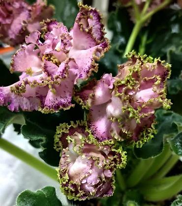 Фиалки и глоксинии: 🌱🌺🌱 Продаю сортовые ДЕТКИ стандартных, трейлерныхмини и полумини — 5