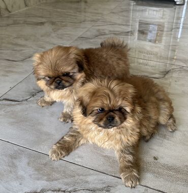 İtlər: Pekines, 2 ay, Ödənişli çatdırılma — 9