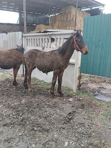 Лошади, кони: Продаю | Кобыла (самка) | Рабочий | Племенные — 7