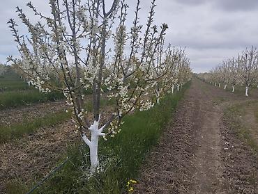 Torpaq sahələrinin satışı: 300 sot, Kupça (Çıxarış) — 15