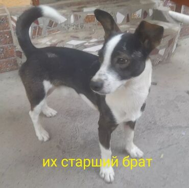 собаки для охраны: 3 месяца, Самка