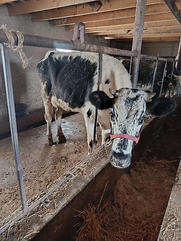 Коровы, быки: Продаю | Корова (самка) | Для молока | Привязанные — 10