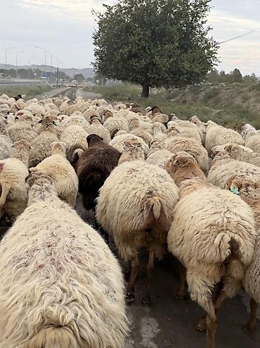 qoyun quyruğu: Dişi, il: 1, Damazlıq — 2