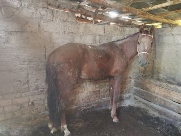 уй сатып алам бишкек: 2жаш кунан сатылат байланган