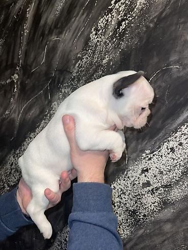 Psi: Francuski buldog štenci – merle i bele šare, plave oči - Rasa — 7