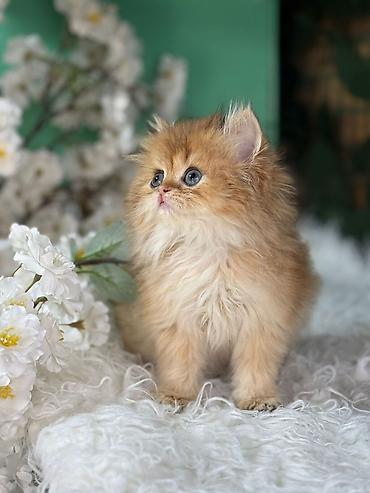 Pişiklər: Britan — 4