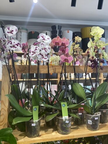 горшок для орхидеи: Семена и саженцы Самовывоз, Платная доставка
