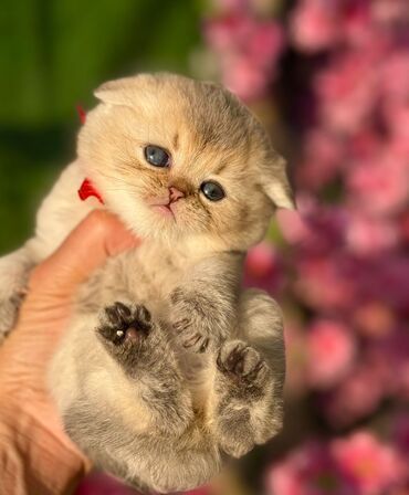 Pişiklər: Britan — 8