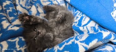 кот серый: Отдам котят в добрые руки полтора месяца кушают все