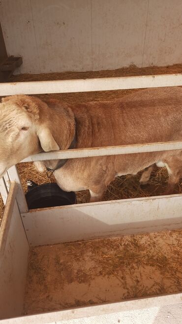 домик для собака: Сатам | Кочкор (эркек) | Арашан | Көбөйтүү үчүн | Асыл тукумдуу