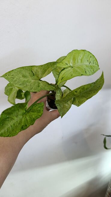 Комнатные розы: Продаю цветы все цены разные, находится в Кара Балте — 9