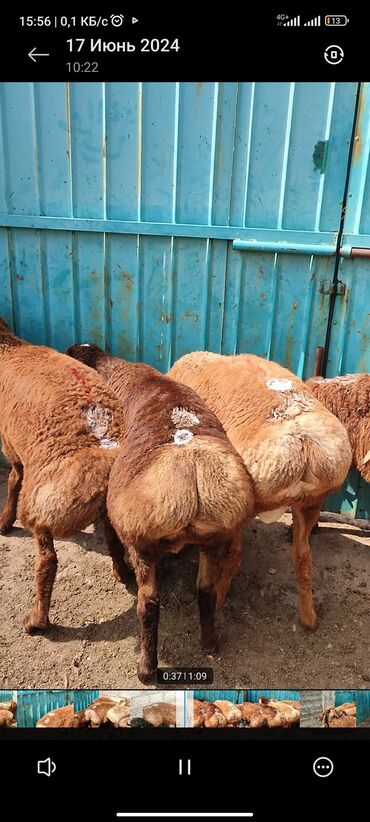бараны козу: Продаю | Овца (самка), Ягненок, Баран (самец) | Арашан | Для разведения | Племенные, Осеменитель