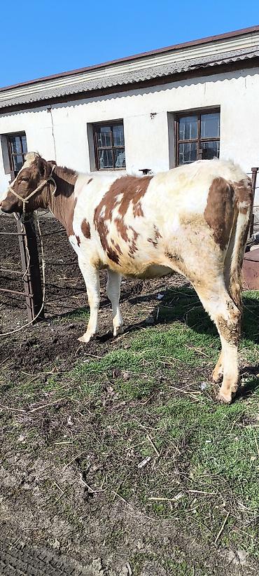 Коровы, быки: Продаю | Тёлка | Айрширская — 7