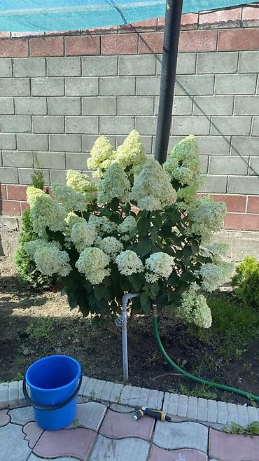 Гортензия: Саженцы — 4