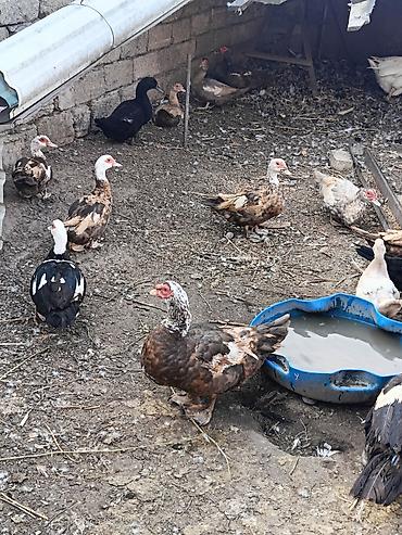 ördek: Muscovy ördəyi (indoutka) – damazlıq sürü və bala ördəklər - Cins — 4
