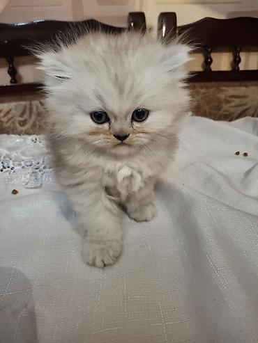 Pişiklər: Fars, Dişi, Ünvandan götürmə — 11