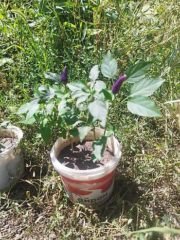 200: 🌶️ДЕКОРАТИВНЫЙ ПЕРЕЦ 🌶️ Уже цветёт! Подходит для дома, подоконника — 1