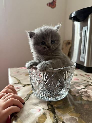 Pişiklər: Britan — 12