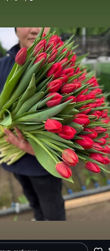 Букеты из живых цветов: Тюльпаны срезанные — букетные сборки. - Варианты окраски: насыщенный — 5