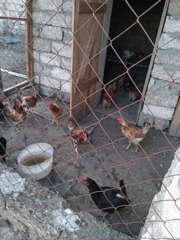 Dayələr: Salam toyqlar 18 ədəd satlır yumurtayrlar binə safxozda olur, buturun