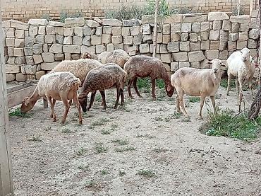 Qoyunlar, qoçlar: Ətlik biri boğaz di cavandi — 7