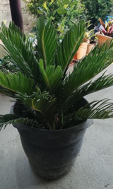 finiks palma: Sago xurması (Cycas revoluta) – iri ölçülü, qara plastik dibçəklərdə — 1
