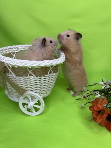 Хомяки: Продаются хомячки джунгарские, сирийские, ангорские пушистые хомячки — 16