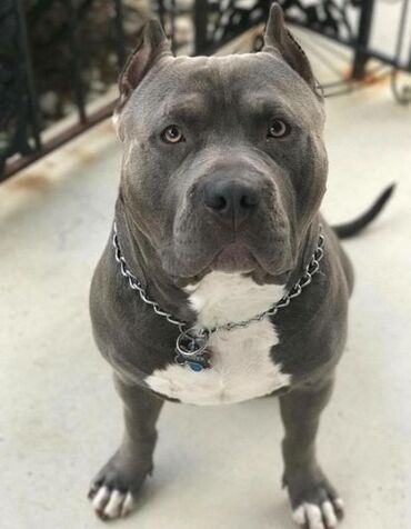 İtlər: Pitbul, 3 il, Dişi, Ünvandan götürmə