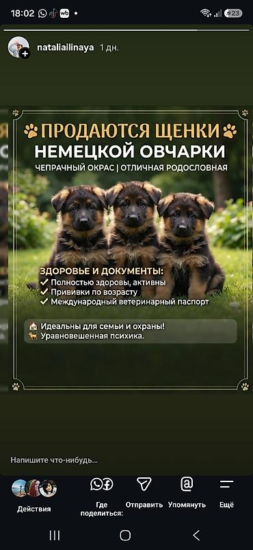 шенки немецкой овчарки: ЩЕНКИ НЕМЕЦКОЙ ОВЧАРКИ - Окрас: чепрачный - Родословная: отличная — 1
