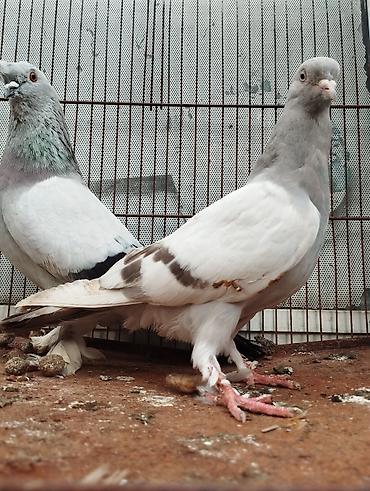 quşlar goyərcin: Təmiz Qan Takla Sağlamlamlıqlarına Cavabdehəm Real Alıcıya Endirim — 3