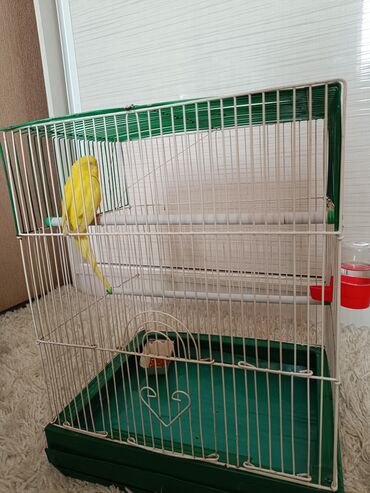 корм для попугай: Продаю жёлтого попугая вместе с клеткой и кормом.Попугай молодой ему