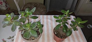 Драцендер жана Сансевиериялар: 🌿 Комнатные растения по 250 сом 🌿 Фикус Калатея Толстянка Мята — 4