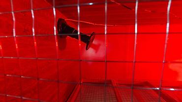 Товары и оборудование для с/х животных: Клетка для животных с деревянным каркасом и металлической сеткой — 23