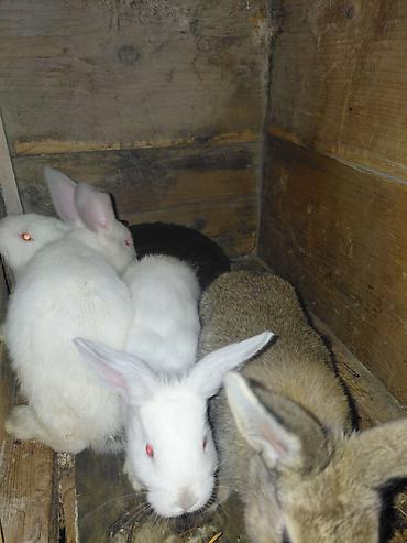 продаю козлят: Продаю | Крольчата | Для разведения — 3