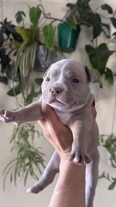pitbull germany: Американский булли, 1 месяц, Самец, С прививкой, С родословной — 4