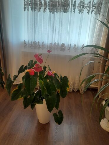 Фикусы: Коллекция комнатных растений в кашпо: - Фикус эластика — 4