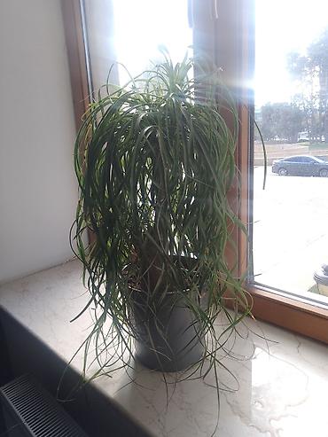 dibcey: Beaucarnea recurvata (Şişə palma / Ponytail Palm) otaq bitkisi - Növ — 1
