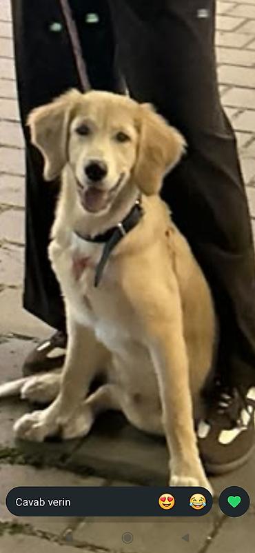 golden retriever satılır: Retriever, 5 ay, Dişi, Peyvəndli — 6
