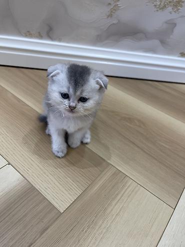 ragdoll pisik: Britan, Dişi — 1