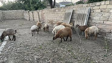 kirpi satisi: Erkək, il: 1, 35 kq, Ətlik, Damazlıq, Ödənişli çatdırılma — 2