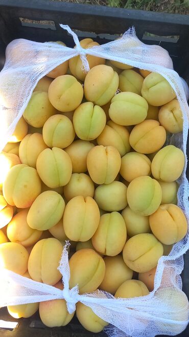 Сухофрукты, орехи, снеки: Ассалом алейкумбаткендин натуральный оругуарзан оптом сатылат — 12