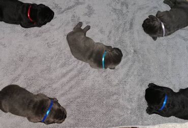 Psi: Ako tražite vernog člana porodice, obratite se nama i postanite — 20