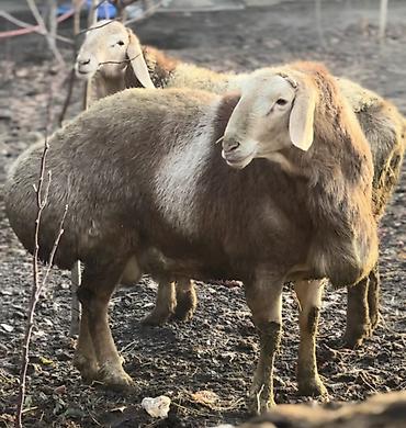 Баран, овца: Продаю | Баран (самец) | Арашан | Для разведения | Осеменитель — 7