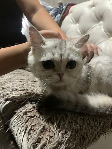 Продажа кошек: Шотландская кошка, серебристый окрас шиншилла (silver shaded). Крупные — 4